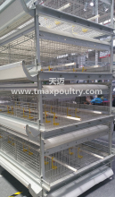 H Type Pullet Chicken Equipment