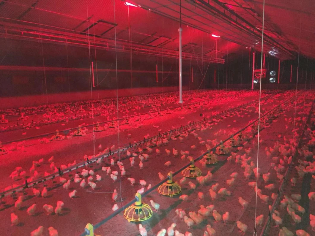 More Ray and Less Energy Poultry Farm Lighting for Broiler