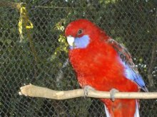 ISO 9000 scarlet macaw enclosure mesh
