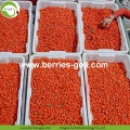 Wholesale Nutrition Natural Malaysia Goji Berries