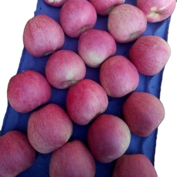 red qinguan apple exporter Fresh Paper Bagged Qinguan Apple China qinguan apple