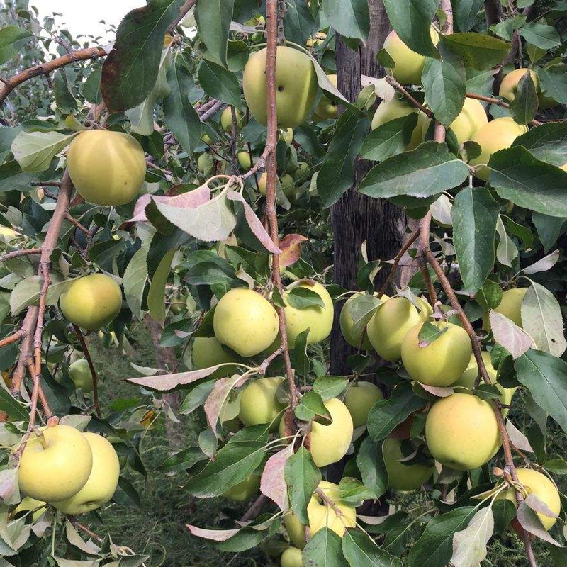 Organic Golden Delicious 70 Specifications