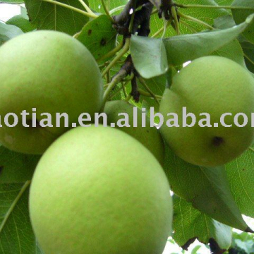 Longkou produced Shandong Pears