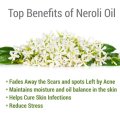 Fornitura Bulk olio essenziale di neroli puro e biologico