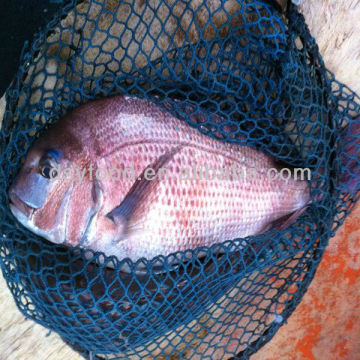 Frozen Red Seabream