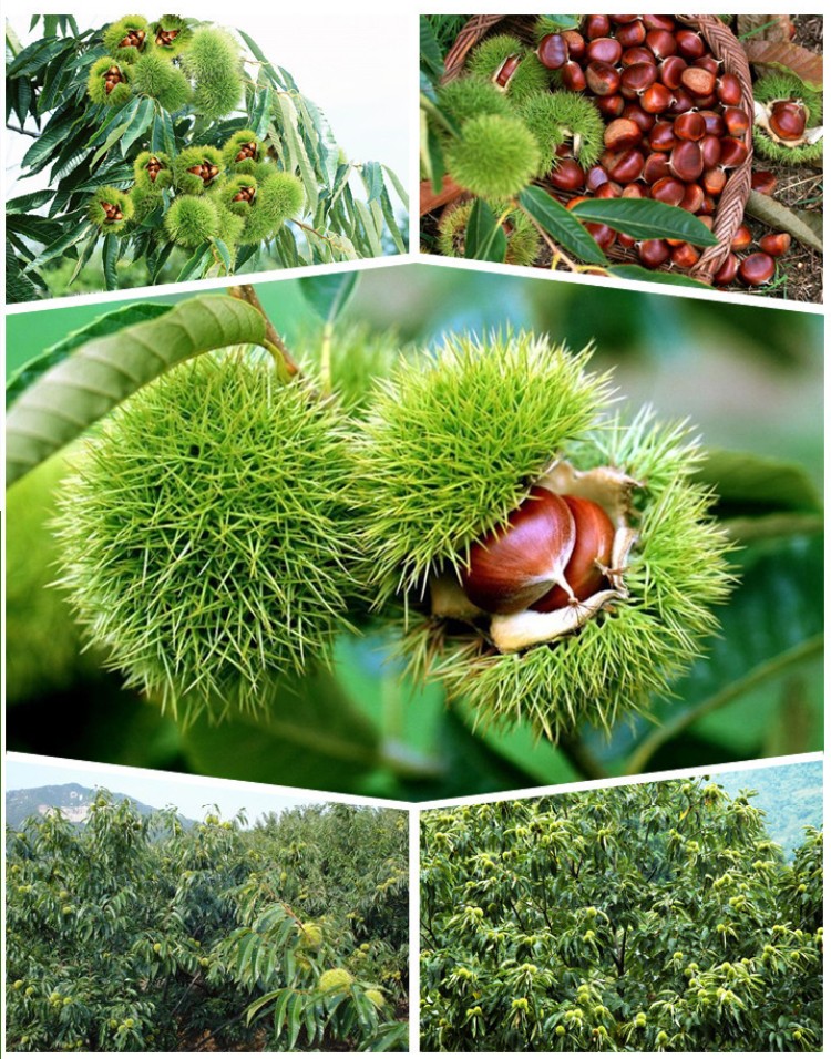 Wholesale Raw Sweet Fresh Chestnut price