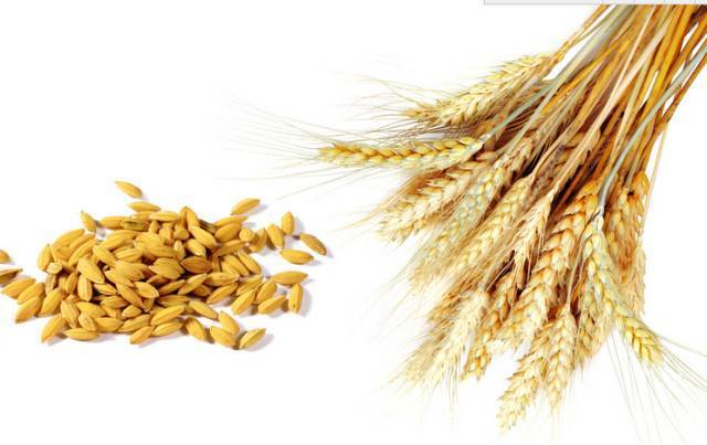 Wheat Protein Peptide Wheat Protein Peptide