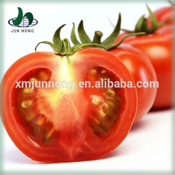 Wholesale price delicious fresh canned tomatoes