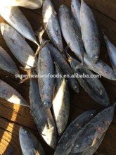 Frozen bonito fish