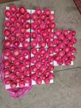 TOP double layers red fuji apples