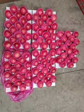 TOP double layers red fuji apples