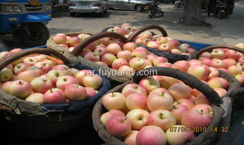 الصينية الطازجة التفاح التفاح