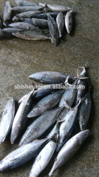 Skipjack tuna