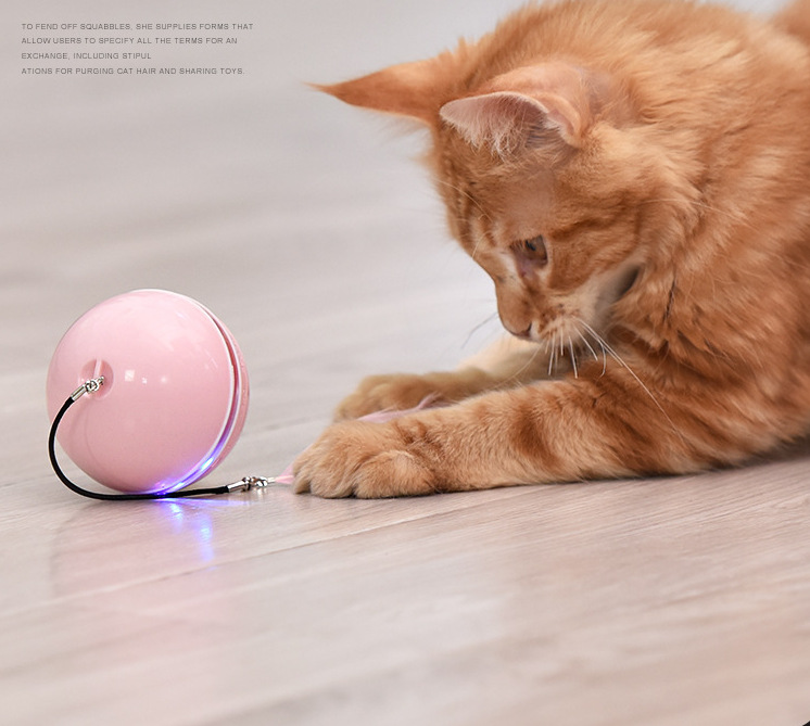 Haustierspielzeug pet toys