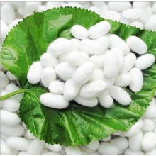 Fresh Natural Silkworm Cocoons Beauty& Healthy Skin Care