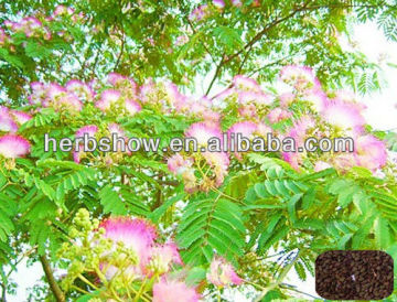 Acacia Tree Seeds for Cultivating