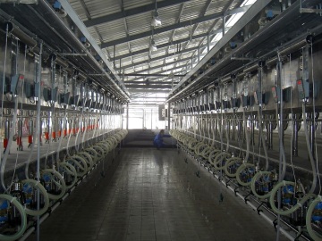 Parallel quick-release type milking hall