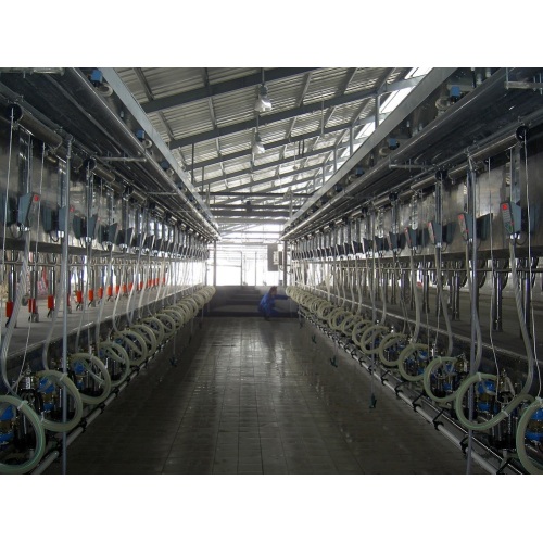 Milking parlor for cows and goats