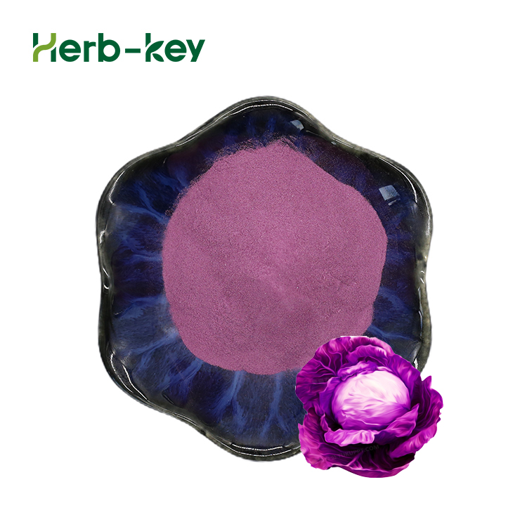 High quality Cabbage Extract Red Cabbage extract Powder