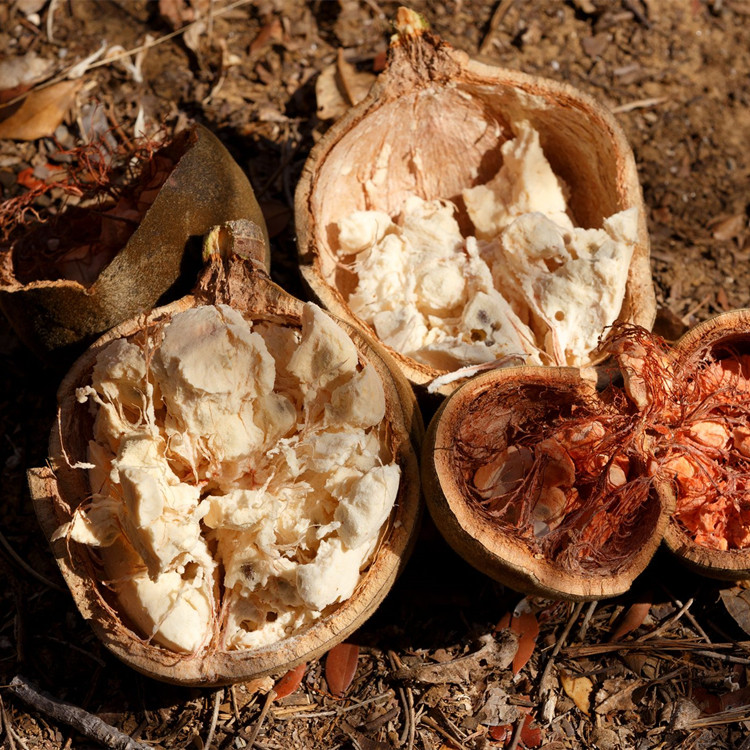 Minyak Baobab alami murni