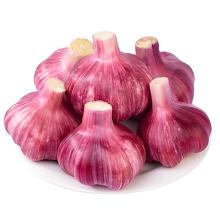 Year-round supply of high-quality purple garlic cloves