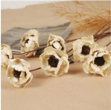 Flower seeds on sale