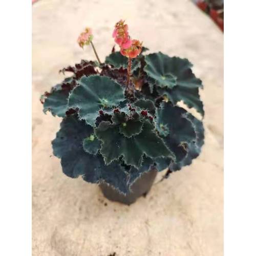 begonia 14 living plants suppliers