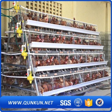 Chicken cage and poultry chicken housing