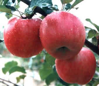 Growing honeycrisp apples trees seeds/Red delicious apple trees