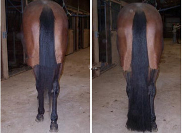 Jet black 95CM Horse tail extensions and false tails