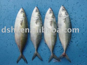 frozen indian mackerel, blue mackerel scad, indian horse mackerel ,indian mackerel scad