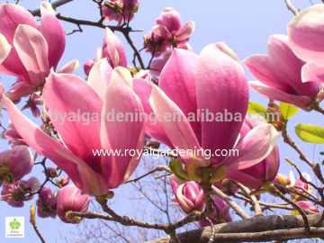 Magnolia liliiflora (Red magnolia)flower trees