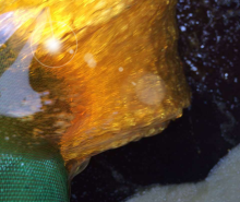 Tung Oil Is Safe For Food Additive