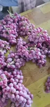 High Quality Fresh Grapes Clenson