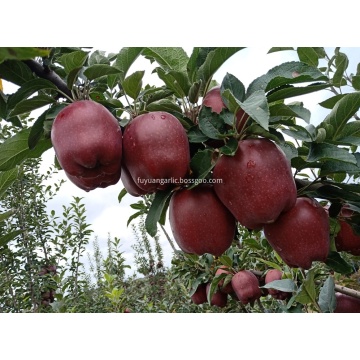 La pomme Huaniu est en vente