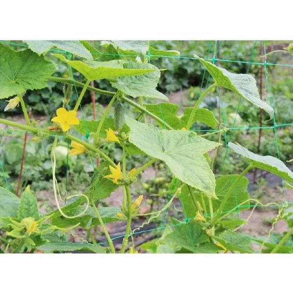 Cucumber Climbing Plant Support Nettin