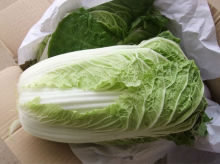 hot selling Fresh Chinese Cabbage