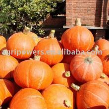 East Star Squash seeds