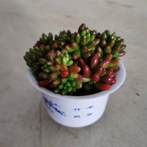 Sedum living plants with low price