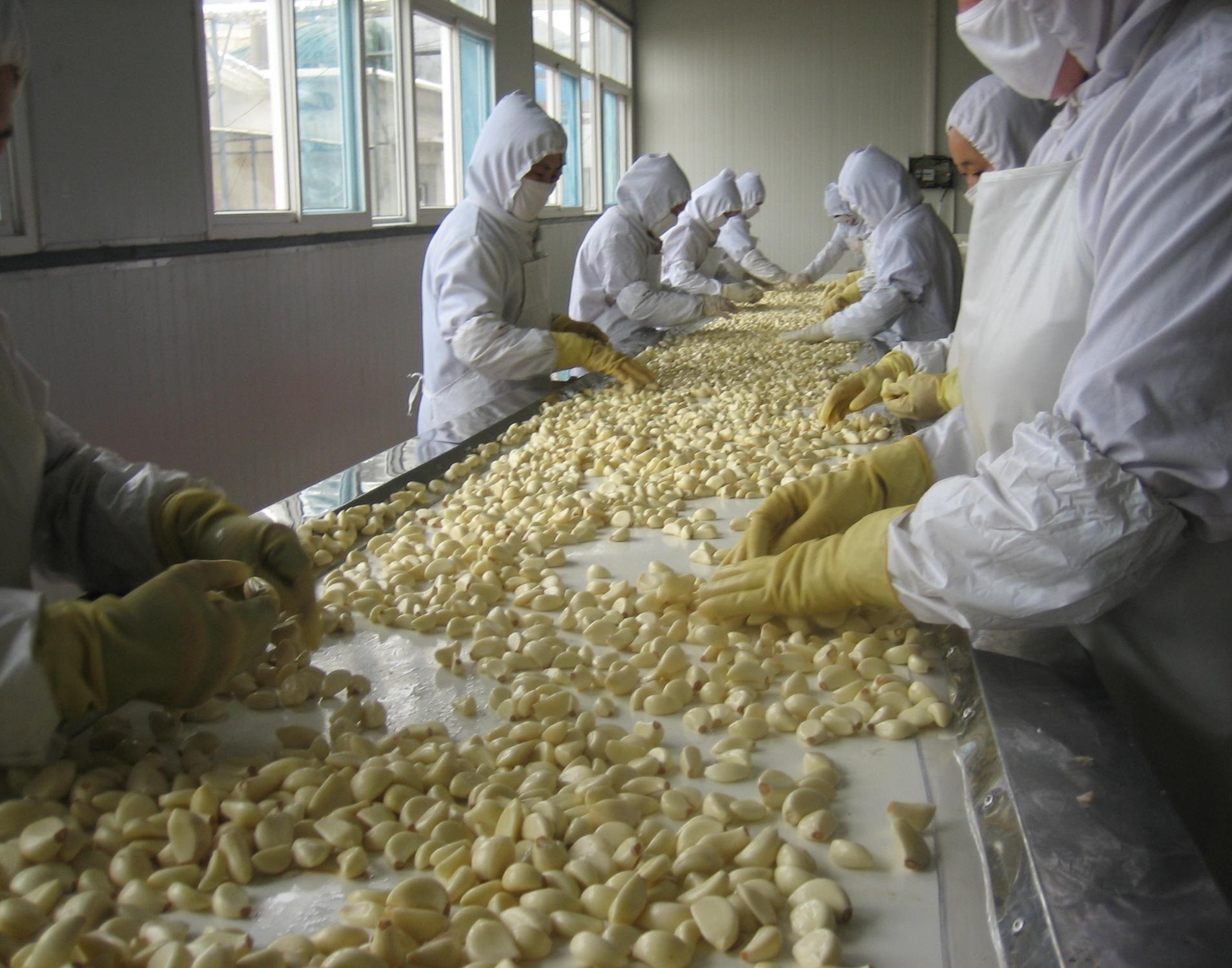 Pure White Garlic Cloves Chinese Garlic Processing