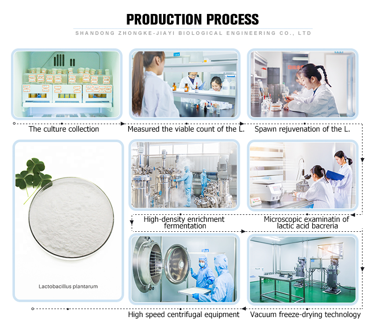 Shandong zhongke oem bulk probiotic powder