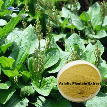 Alimenter l&#39;extrait d&#39;herbes de plantain asiatique poudre 10: 1