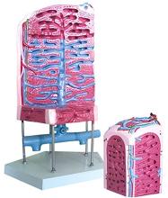 The lobular model of human liver (3 parts)