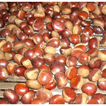 chestnut mpya ya mazao safi ya uuzaji