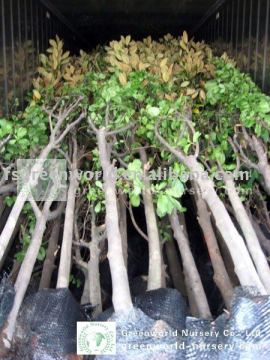 Magnolia denudata loaded inside container