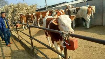 Livestock Salt for Cattle Sheep Goats