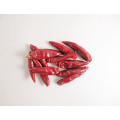 piment rouge chaotian sec