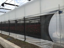 auto forever flowering greenhouse