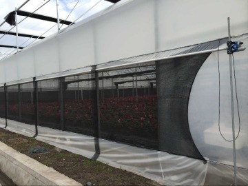 auto forever flowering greenhouse