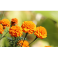 Экстракт цветок Marigold с лютеин
